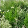 Osivo a semínko Bílá louka krajková - semena Planta Naturalis - směs - 40 g