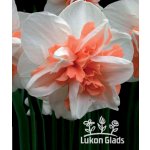 Lukon Glads Narcis DELNASHAUGH - narcissus – Zboží Dáma