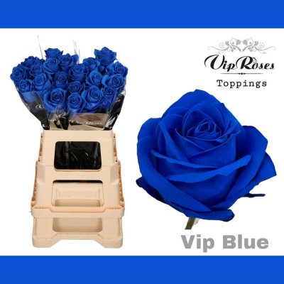 Modrá růže BLUE V.I.P 65cm (L) – Zboží Dáma
