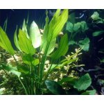 Echinodorus macrophyllus - Šípatkovec velkolistý – Zboží Mobilmania