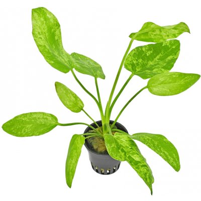 Echinodorus Marble Queen - Šípatkovec Marble Queen – Sleviste.cz