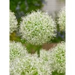 Okrasný česnek 'Mount everest' 1 ks Velikost cibule: 10/12 – Zboží Dáma