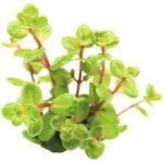 Rotala rotundifolia Orange Juice – Sleviste.cz