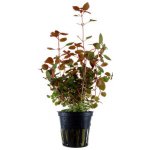 Ludwigia palustris Super Red – Zboží Mobilmania