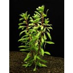 Ludwigia var.Cuba – Sleviste.cz