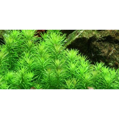 Pogostemon erectus Pačule vzpřímená 5,5 cm – Sleviste.cz
