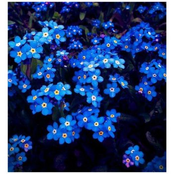 Semínka pomněnky - Myosotis alpestris - Pomněnka alpská temně modrá - prodej semen - 0,1 gr