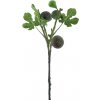 Květina Fíkus - Ficus 'Carica' zelený V59 cm (N968371)
