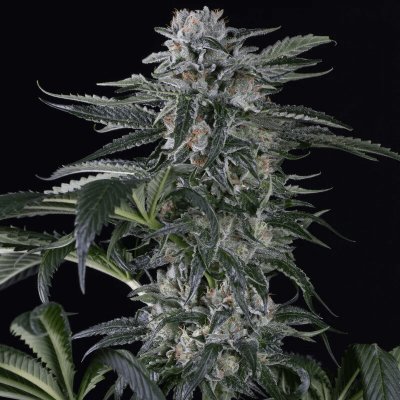 Seedstockers Moby Dick AUTO semena neobsahují THC 5 ks – Hledejceny.cz