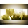 Obraz Obraz bílé tulipány