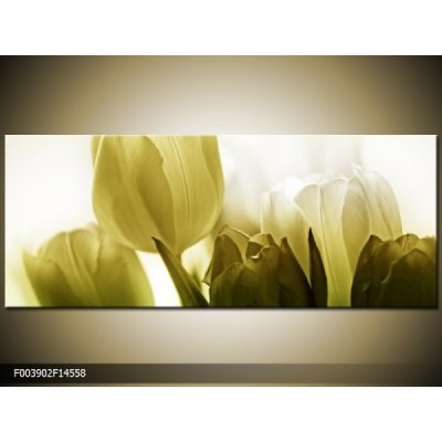 Obraz bílé tulipány