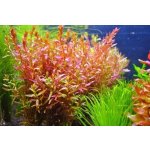 Rotala Vietnam H'ra – Hledejceny.cz