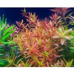 Rotala Vietnam H'ra – Hledejceny.cz