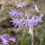 Česneková tráva - Tulbaghia violacea - prodej semen - 5 ks – Hledejceny.cz