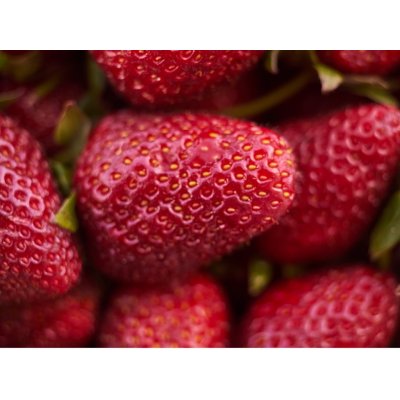 Jahodník 'Korona' 12 ks poloraný Sazenice: Frigo sadba "A" standard 12 ks – HobbyKompas.cz