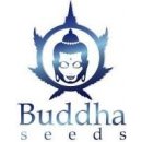 Buddha Seeds Syrup Auto semena neobsahují THC 1 ks