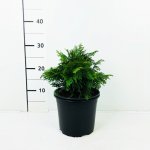 Thuja plicata 'Grüne Kugel' Prodejní velikost: 015/020, Velikost hrnku: 2 l