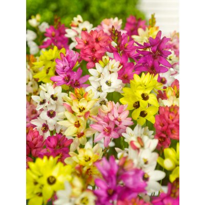 Mix duhovnic 50 ks – Sleviste.cz