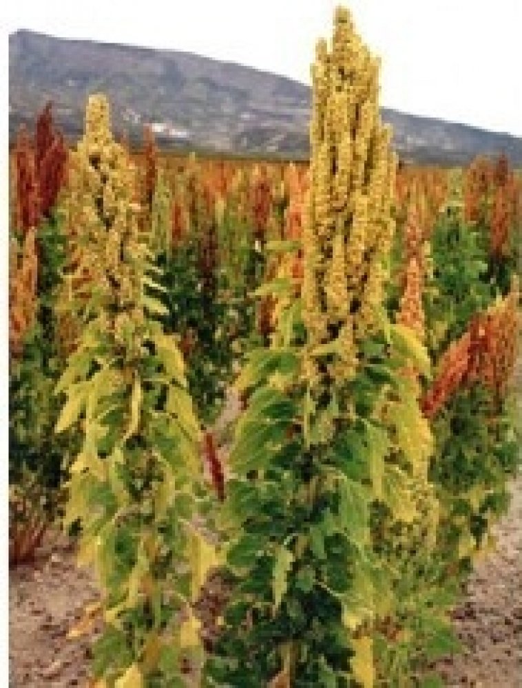 Merlík chilský - Quinoa, hnědá (Chenopodium Quinoa) semena - 2g, cca 450 ks  S0212 | Srovnanicen.cz