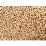 Zemědělské družstvo K. Most Pšenice 25 kg – Zbozi.Blesk.cz