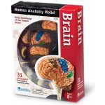 Learning Resources Anatomický model mozku – Zboží Mobilmania