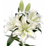 Lilie orientální DUBBEL ROSELILI AISHA 85 cm / 4+ – Zboží Dáma