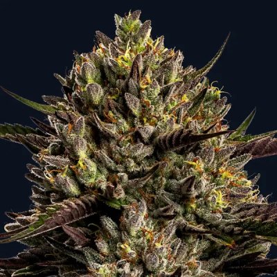 Anesia Seeds Chimera Cut semena neobsahují THC 3 ks – Zboží Dáma