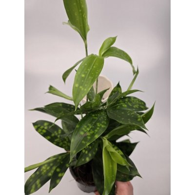 Dracaena Surculosa – Sleviste.cz