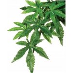 Hagen Exo Terra Abuliton rostlina velká 80 cm – Hledejceny.cz