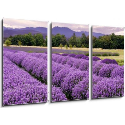 Obraz 3D třídílný - 90 x 50 cm - Lavender Farm in Sequim, Washington, USA Lavender farma v Sequim, Washington, USA