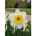 Narcis 'Bella estrella' 5 ks – Sleviste.cz