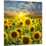 Skleněný obraz - Slunečnice při západu slunce, jednodílný 30x30 cm na skle – Zboží Dáma