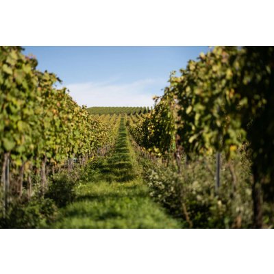 Nezapomenutelná návštěva vinařství Habánské sklepy s exkurzí, degustací vín a dárkem na rozloučenou – Hledejceny.cz