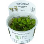 Phyllanthus fluitans – Zboží Dáma