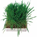 Trixie Tráva Hlodavec v misce 100 g – Zboží Dáma