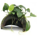 Dennerle Anubias nana na kokosu 9 x 9 x 12 cm – Hledejceny.cz