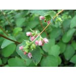 Symphoricarpos albus Prodejní velikost: 040/060, Velikost hrnku: 1 l – Zboží Dáma