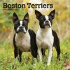 Kalendář Boston Terriers Square 2024