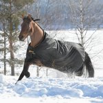 Bucas Deka výběhová Irish Turnout černá zlatá – Sleviste.cz