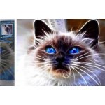 Norimpex Diamantové malování Kočičí magie 30 x 40 cm – Hledejceny.cz