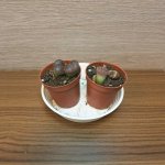 Lithops - živé kameny – Zboží Dáma