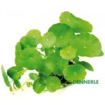 Hydrocotyle verticillata - Pupečník přeslenitý – Sleviste.cz