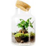Gardners Skleněná dóza Helenium s korkovým špuntem, 17x27cm - osázené Ficus Microcarpa Ginseng – Zboží Dáma