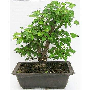 bonsai - javor amurský (acer ginnala) 33-KM