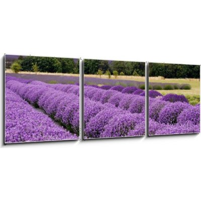 Obraz 3D třídílný - 150 x 50 cm - Lavender Farm in Sequim, Washington, USA Lavender farma v Sequim, Washington, USA