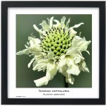 TRADAG Natura 30 x 30 černý – Sleviste.cz