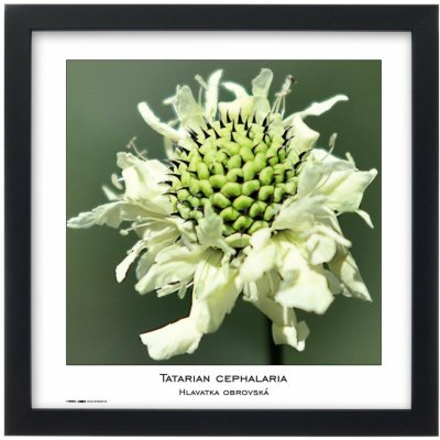 TRADAG Natura 30 x 30 černý – Sleviste.cz