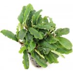 Bucephalandra Green Velvet – Zboží Dáma