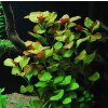 Akvarijní rostlina I--Z Ludwigia repens red