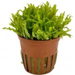 Pogostemon helferi Tropica – Zboží Mobilmania